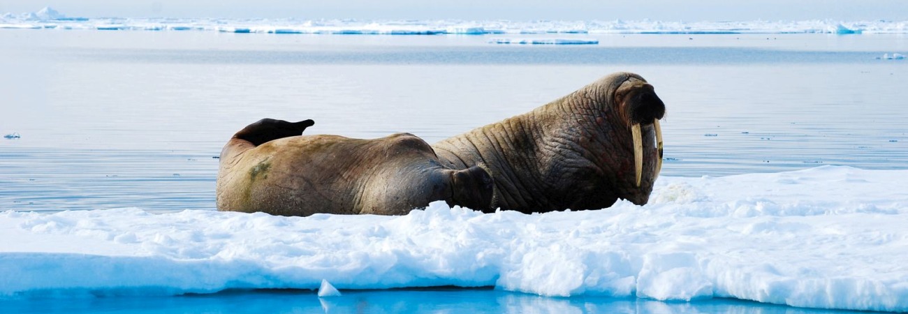 Foto: PolarQuest